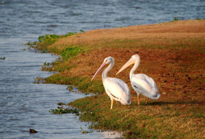 2 white Pelicans standing next to the water